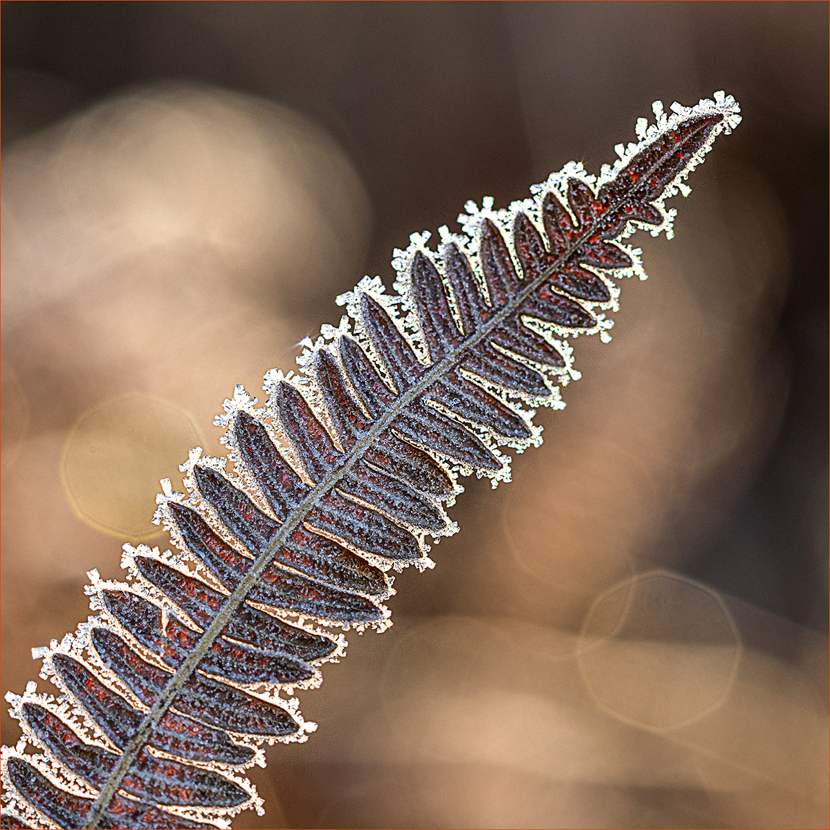 Score 9 Dorking 08 Bob Ede Frosted Edge Fern