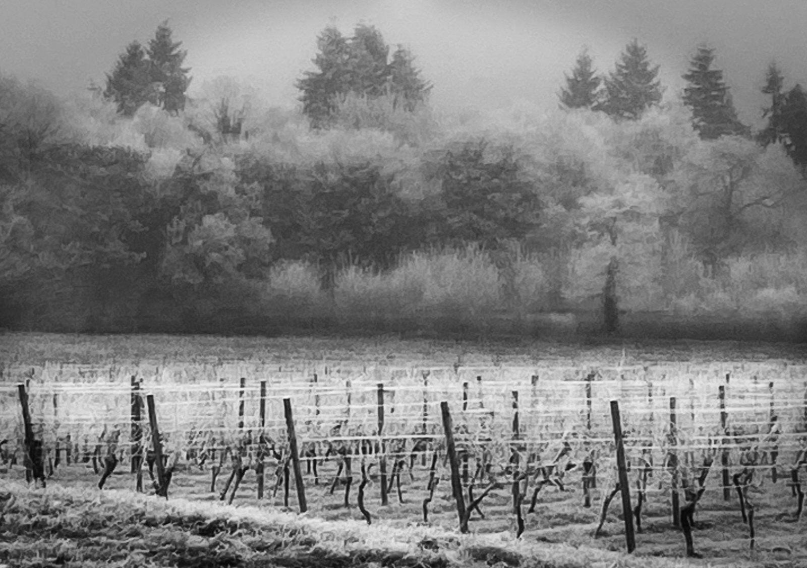 Denbies Winter by Alan Loryman_