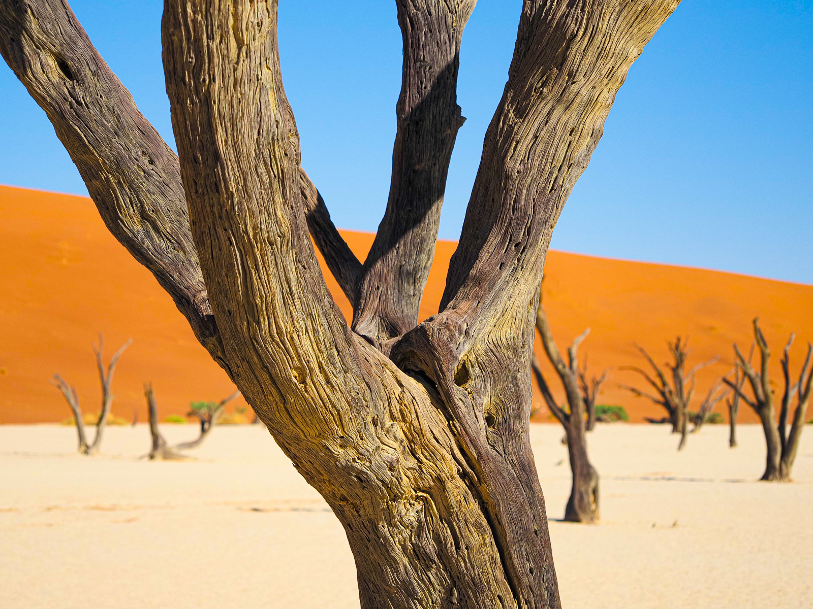 SCORE 9.5 Trees of Deadvlei by Jill Mortimer