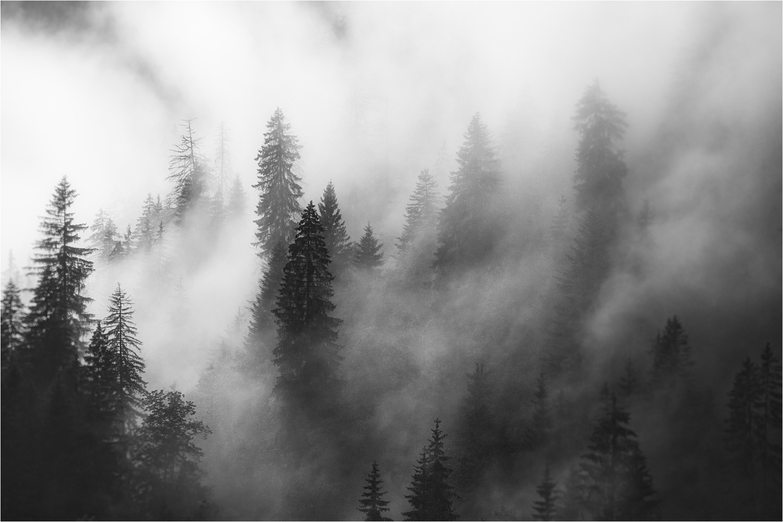 Stormy Cloud Forest by Andrew Webster ARPS