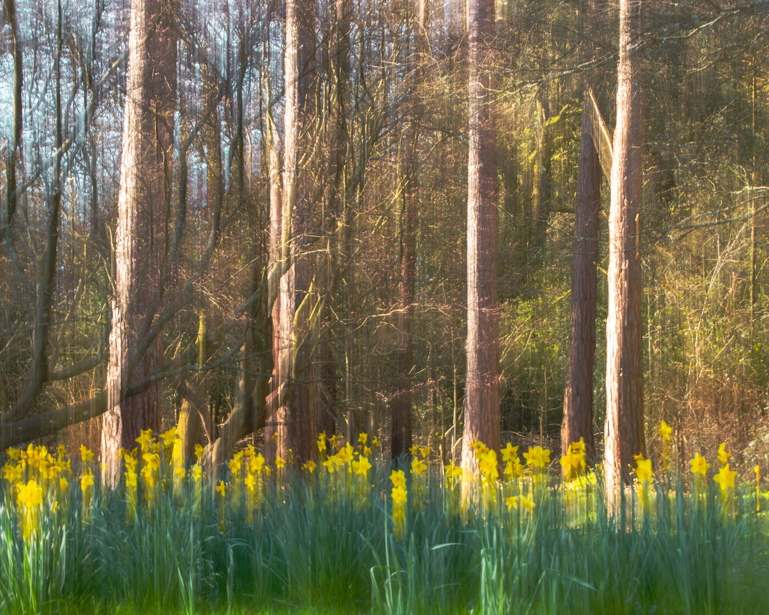Daffodils by Zainab Medcotas