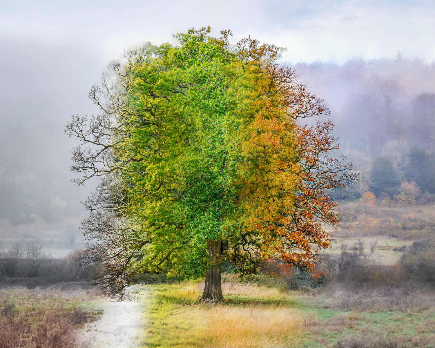 HELD BACK A Tree for all Seasons by Fiona Humphrey
