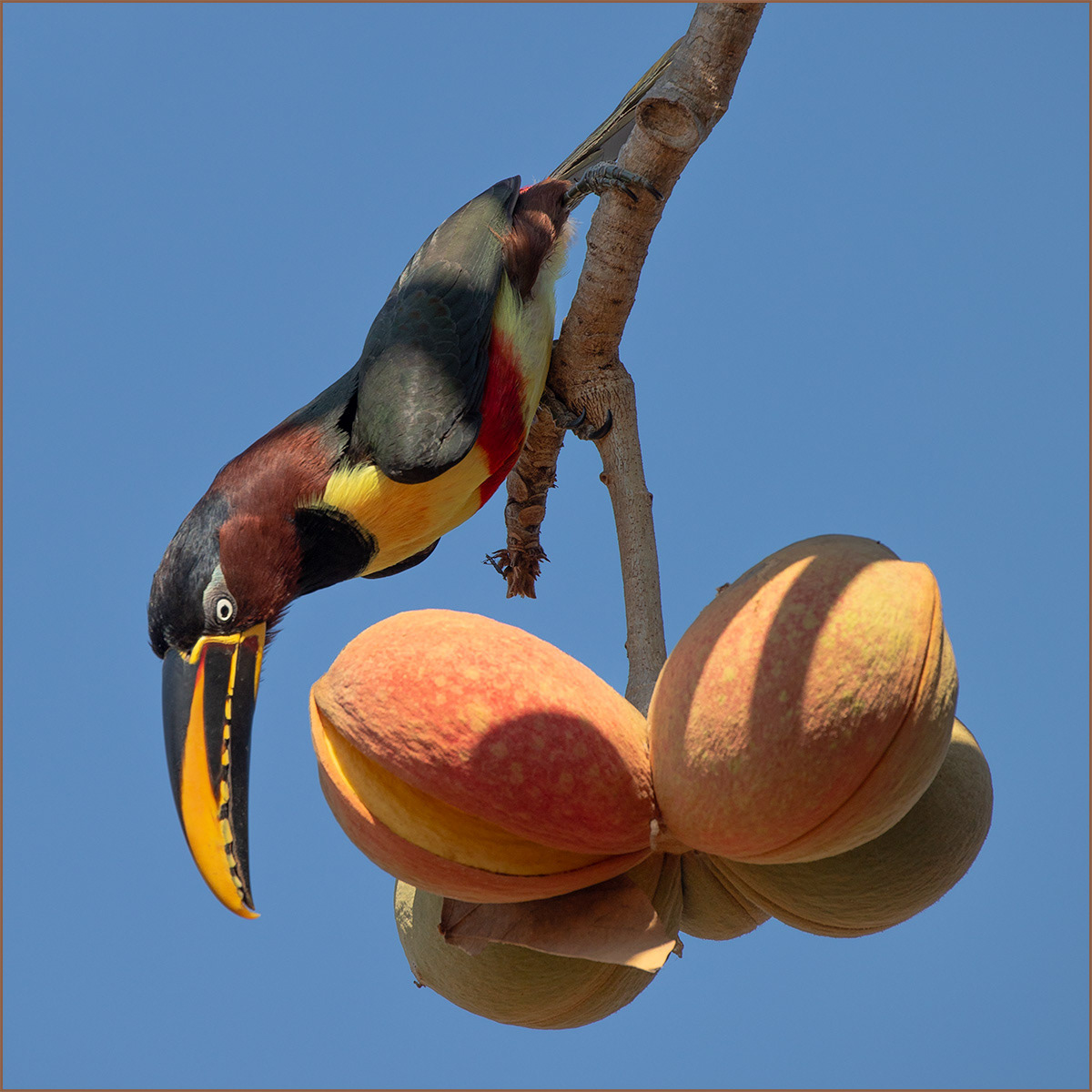 SCORE 9.0 Acari and fruit by Neil James