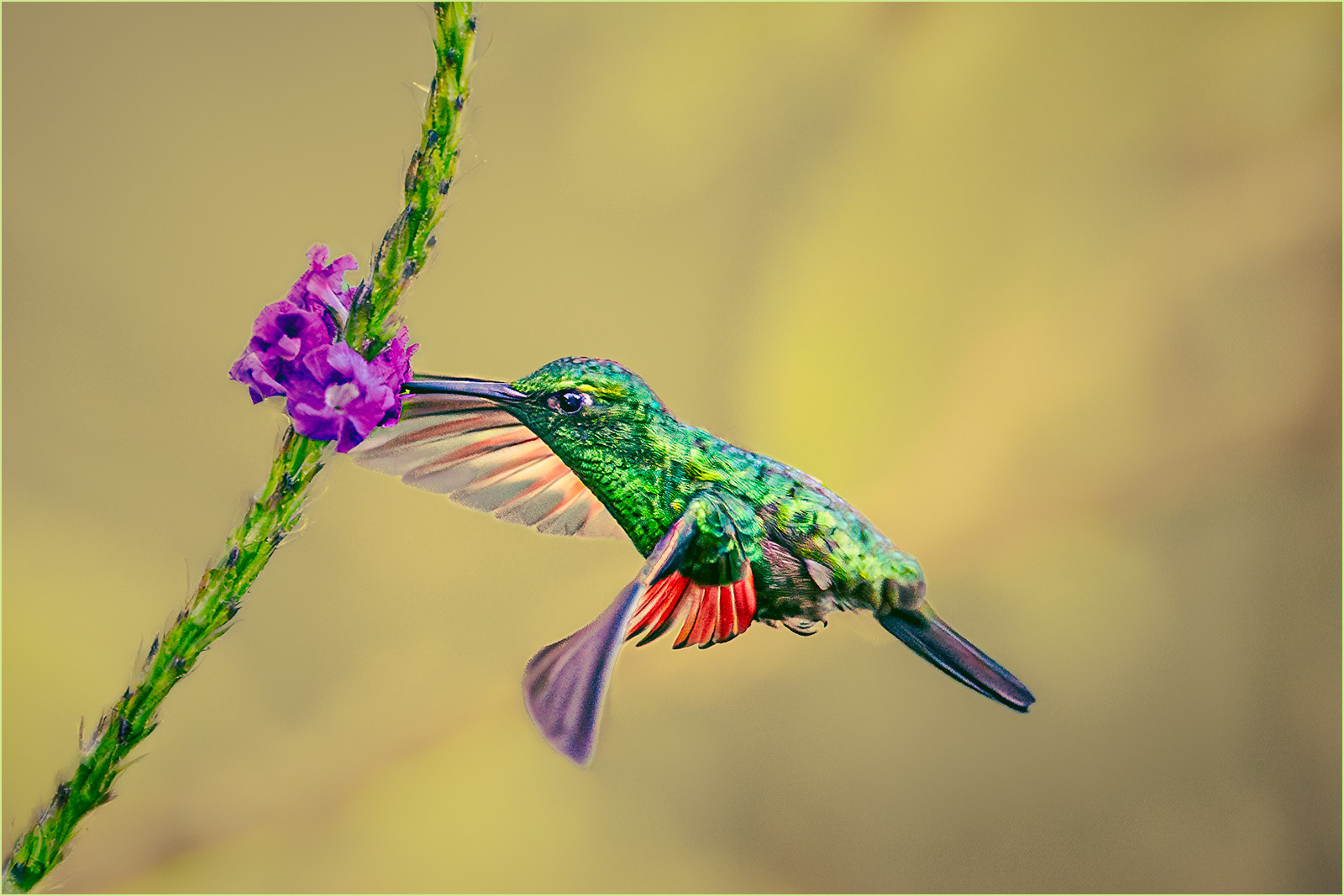 SCORE 10  Hummingbird by David Armstrong