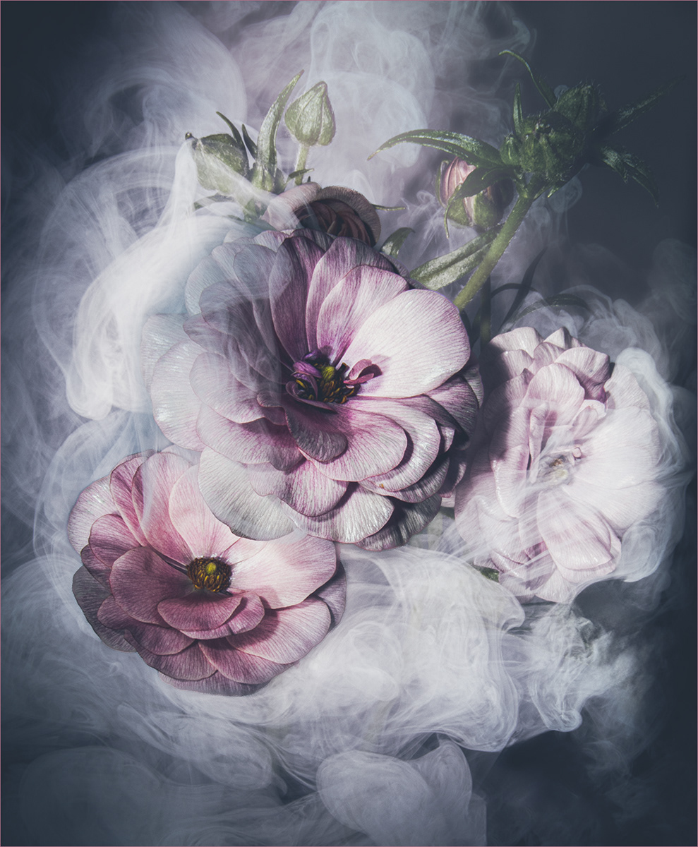 WINNER Ranunculus Asiaticus by Mike Williamson