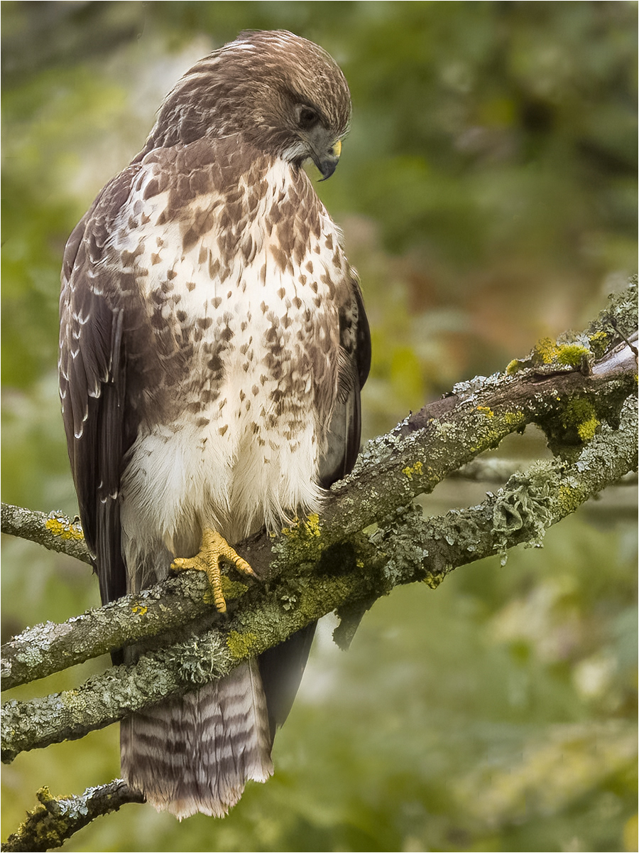 SCORE 9: Juvenile Buzzard At Landbarn Meadow by John Bartlett