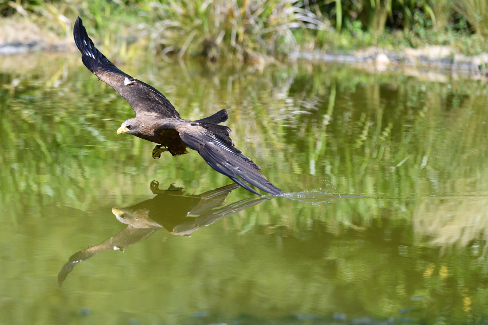9.0 Skimming by Ron Matthews