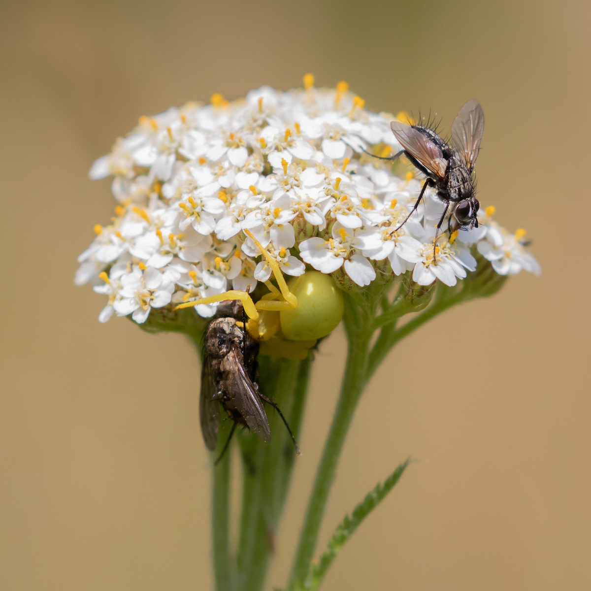 SCORE 10 Crab spider and victims by Neil James