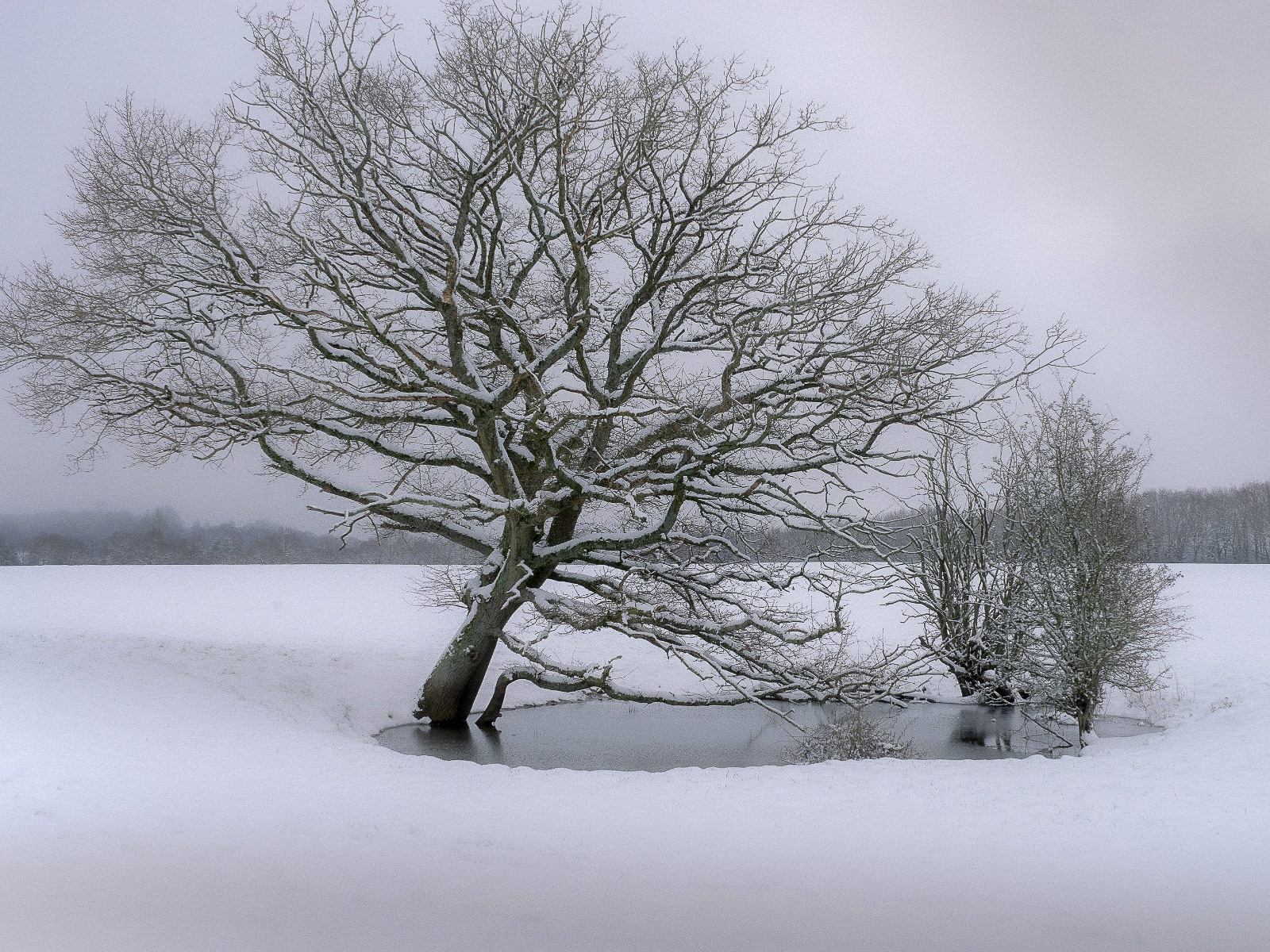 Out in the cold by Miles Pedder