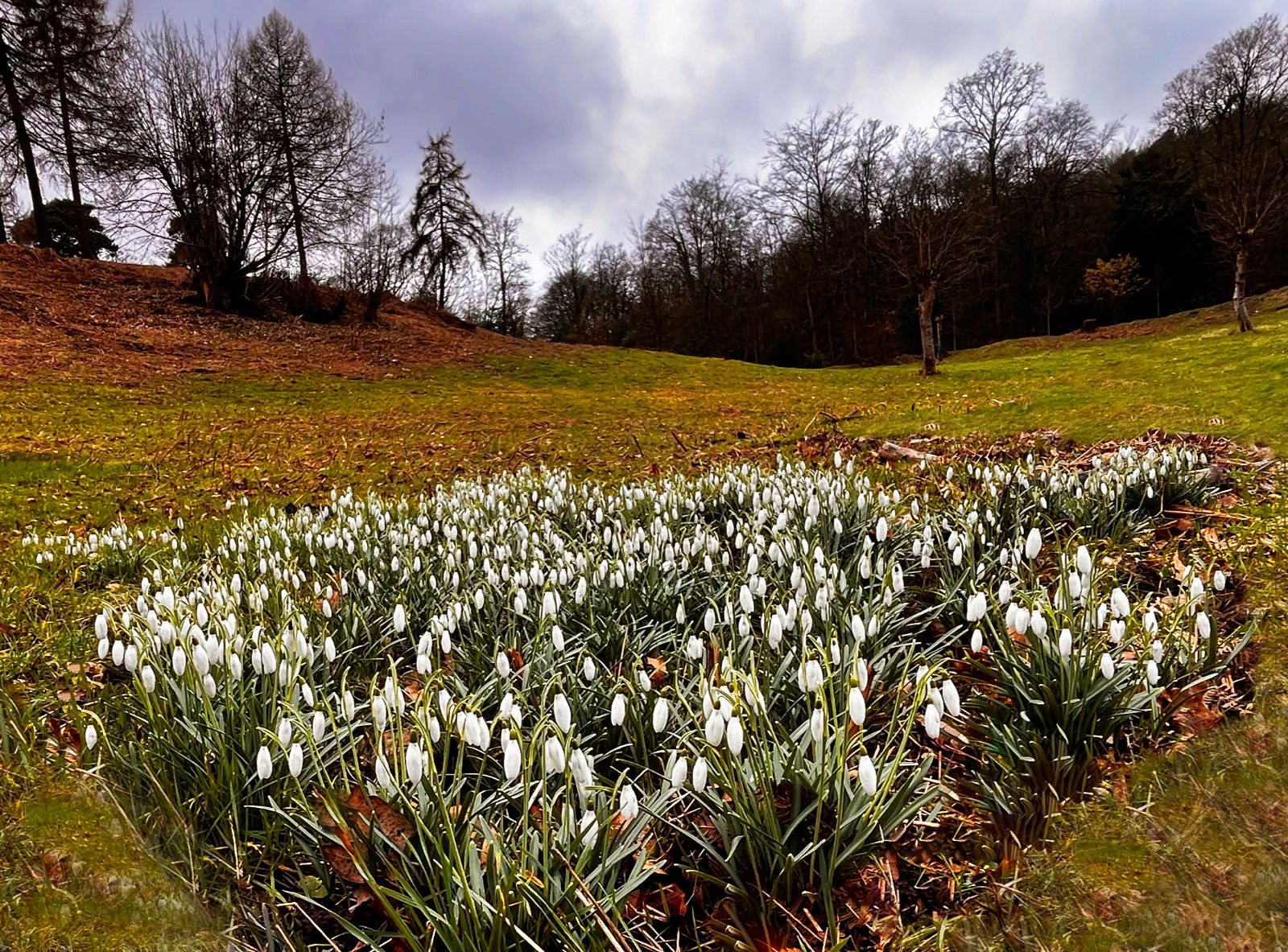SCORE 9.0 Snowdrops in the Valley by Alan Loryman
