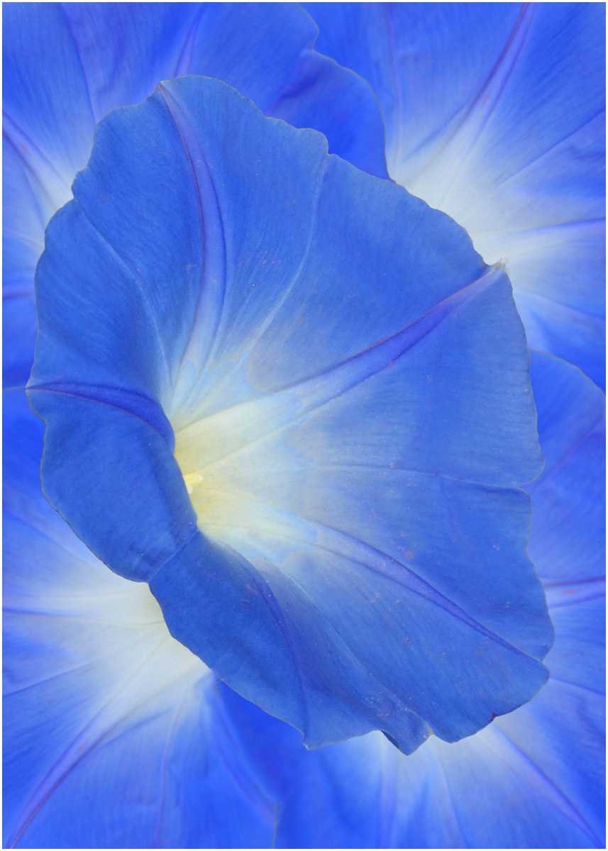 SCORE 10 Morning glory by Edward Bennett LRPS