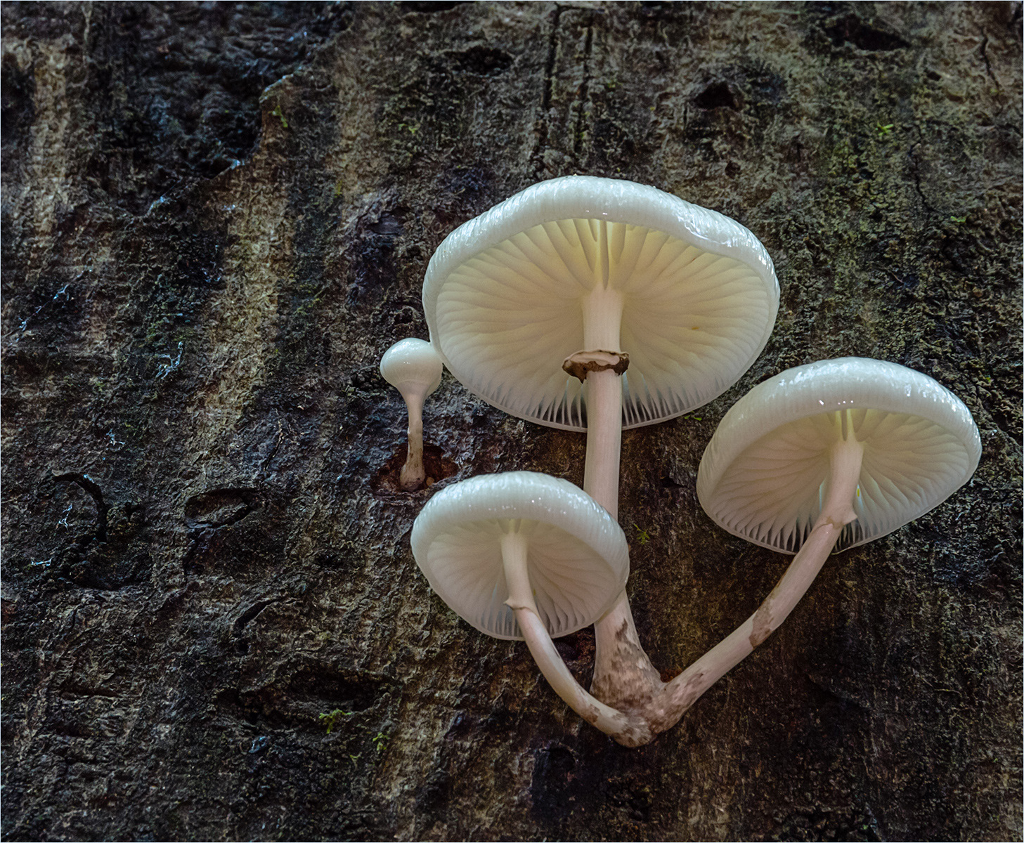 SCORE 9.5 Perched on old oak by Bob Ede