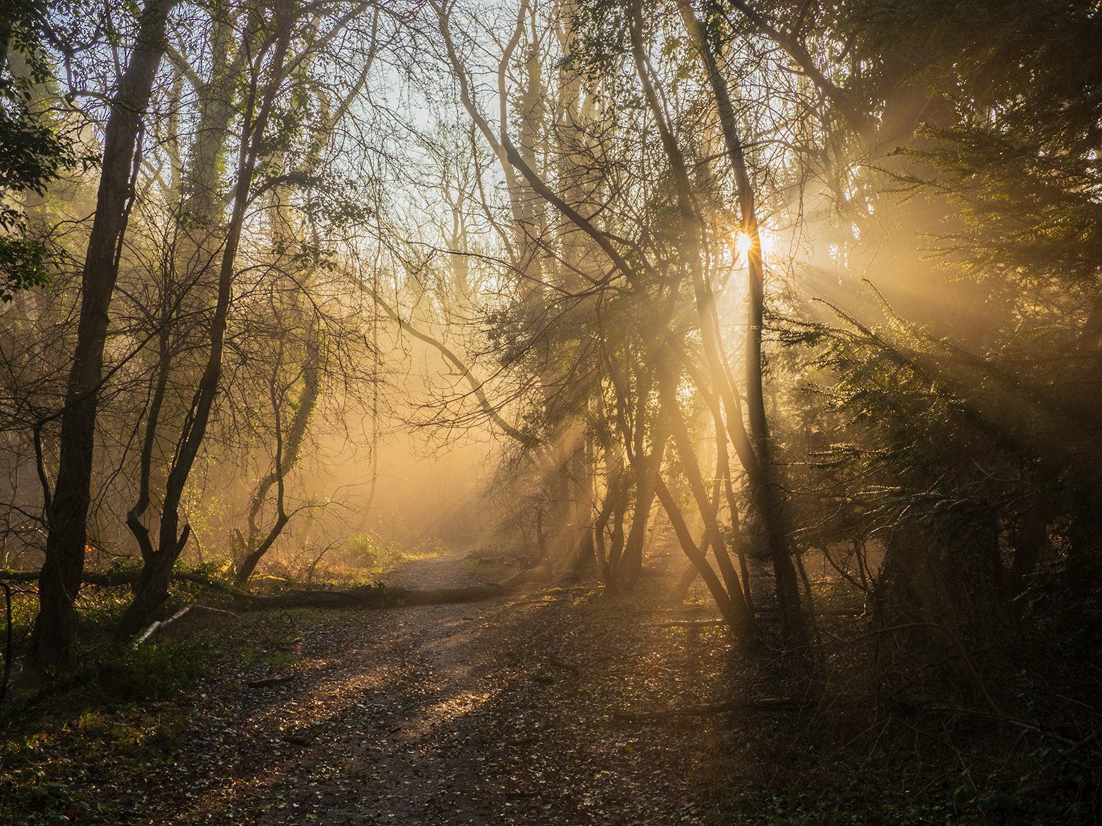 Woodland Magic by Derek Forss