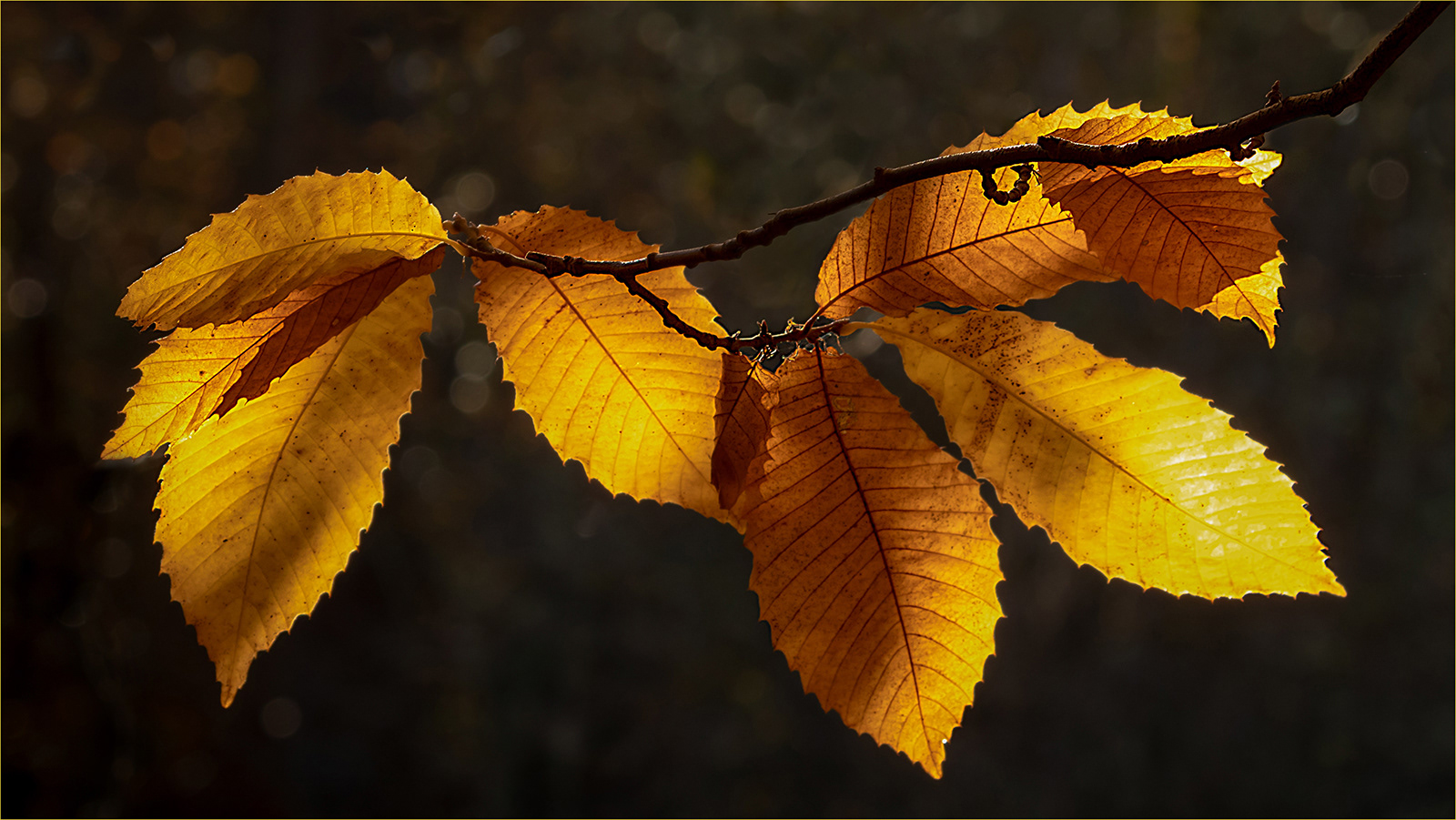 HELD BACK Backlit Leaves by Bob Ede