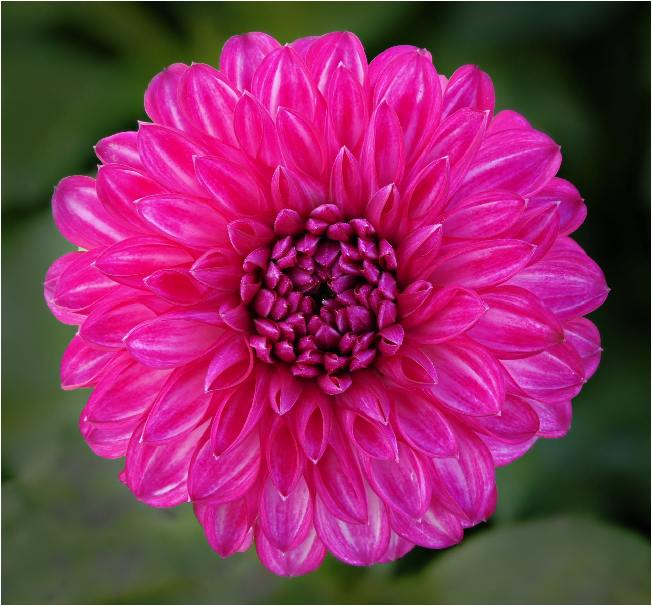 Dark Pink Dahlia by Steve Sampson