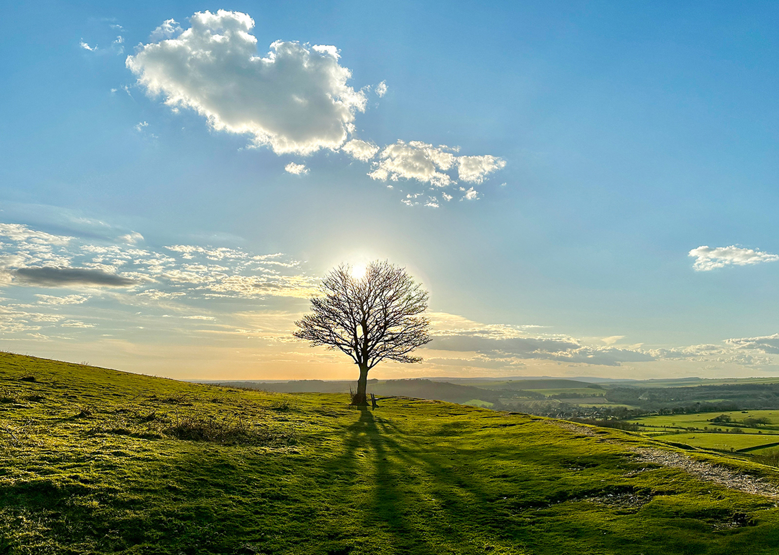 Lonely tree at sundown by Bogdan Schiteanu