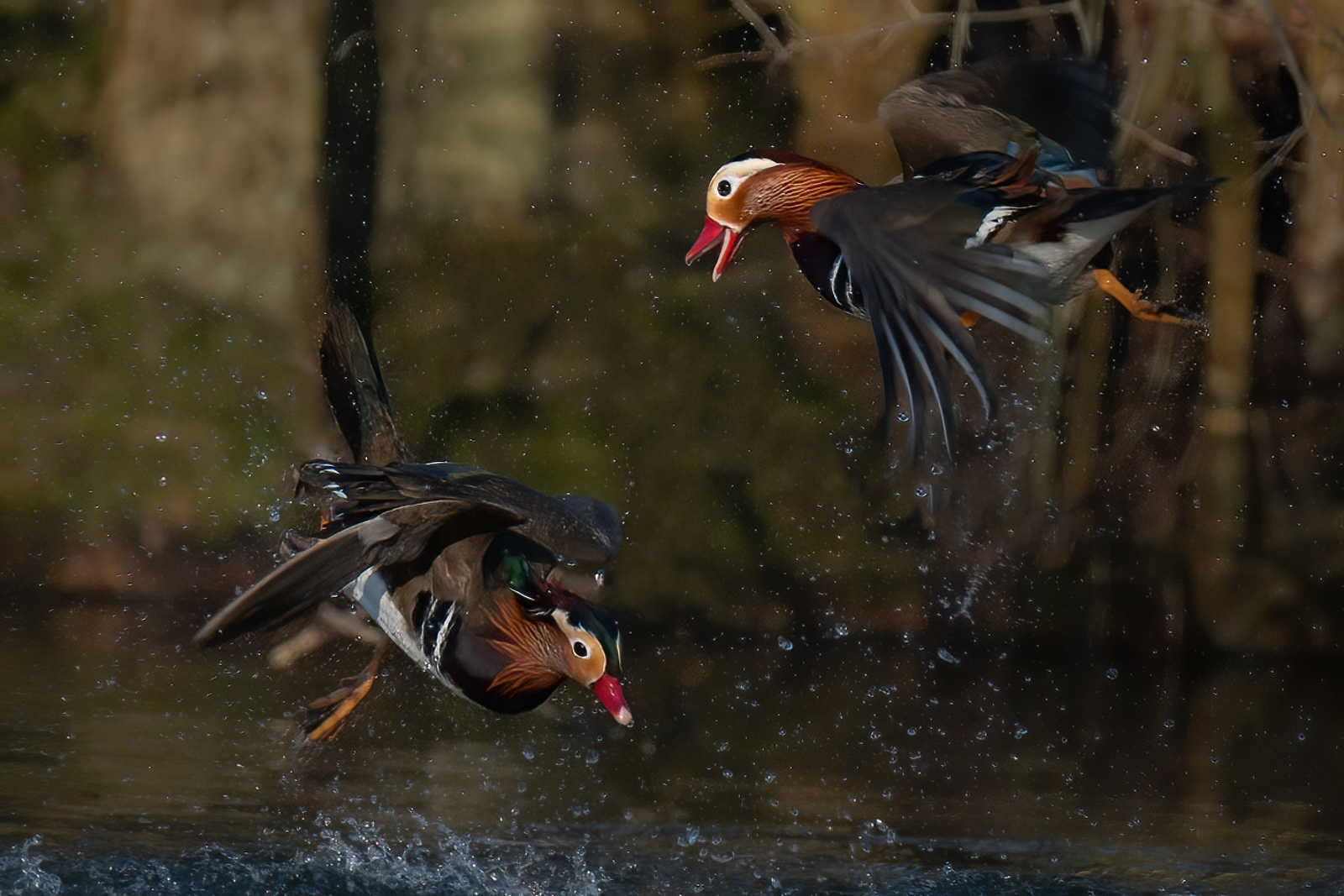 SCORE: 9.5 Mandarin Fight by Daniel Langer