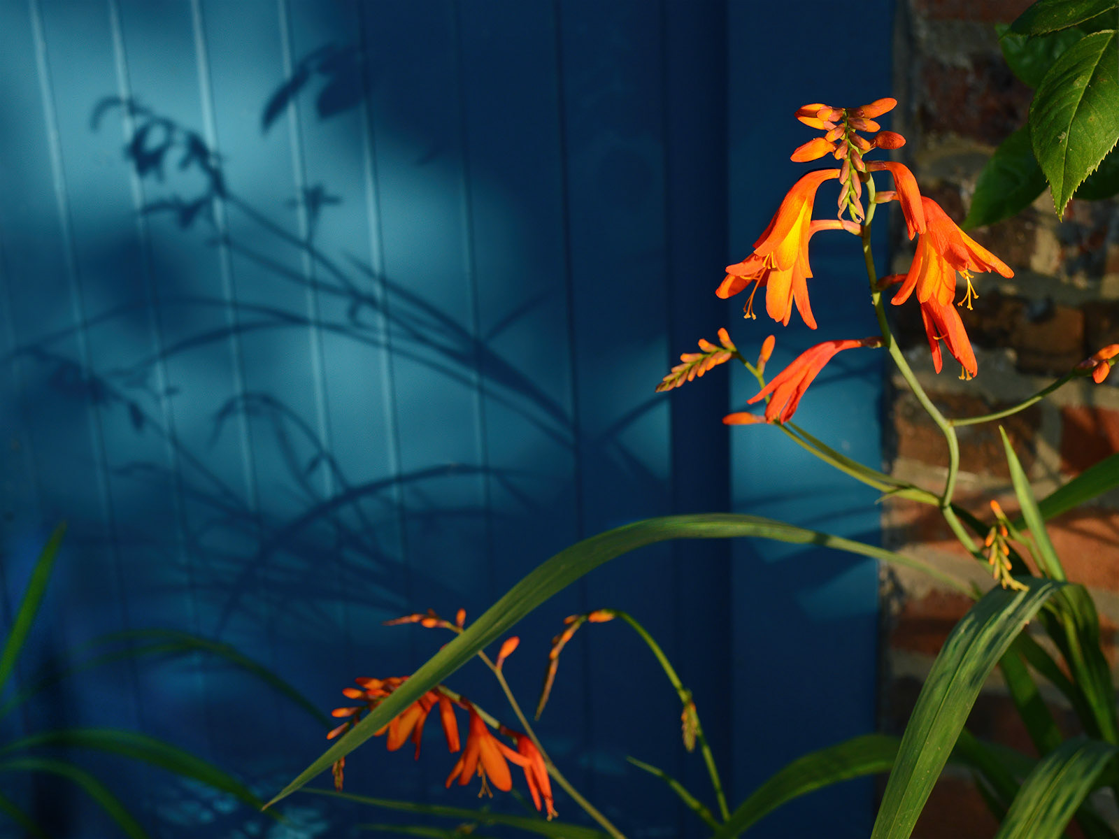 SCORE 10 Crocosmia shadow - Genetta Aprilante