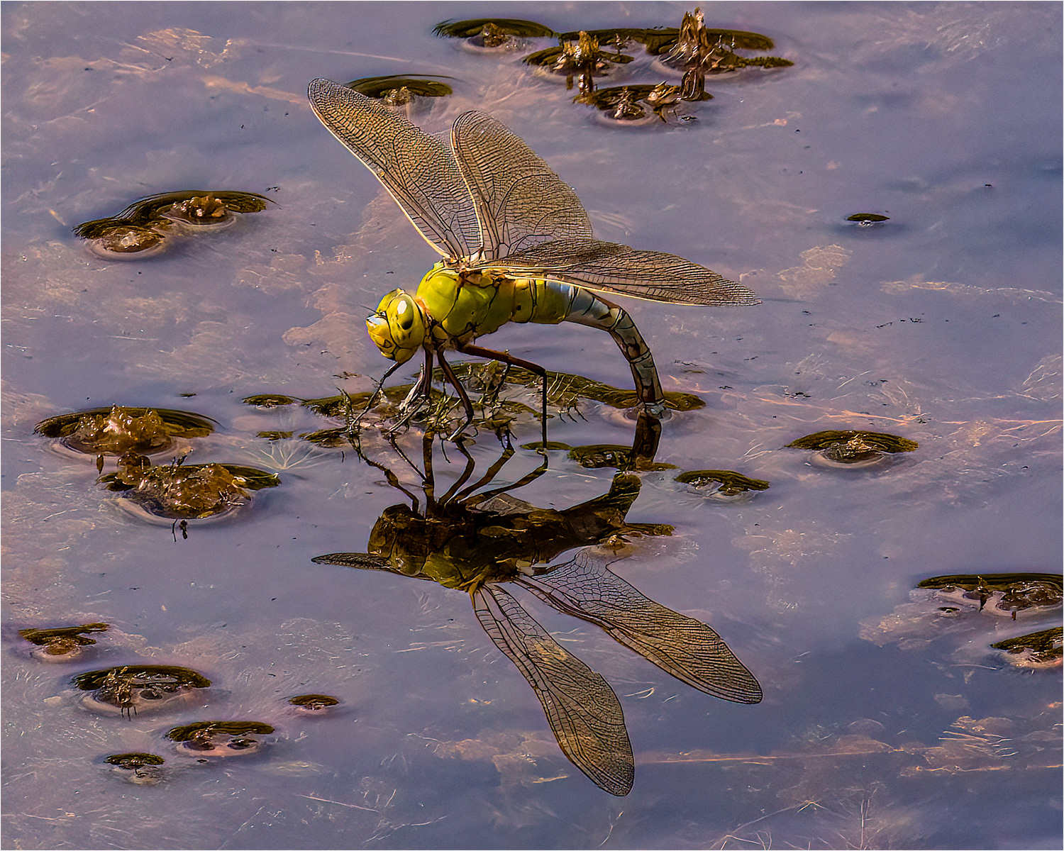 SCORE: 9.0  Female Emperor Dragonfly ovipositing by Richard Milton-Worssel