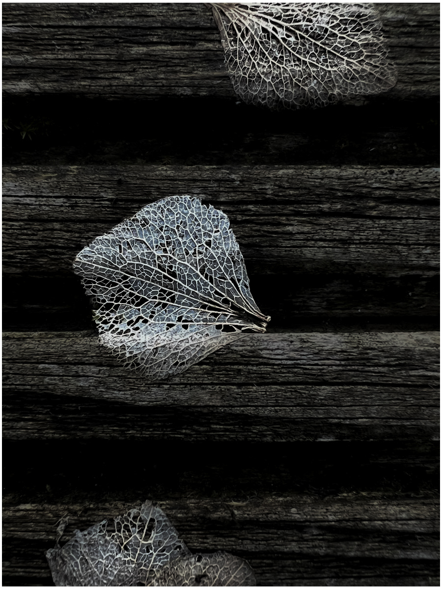 Hydrangea Skeletons in Winter by Ivan Anderson
