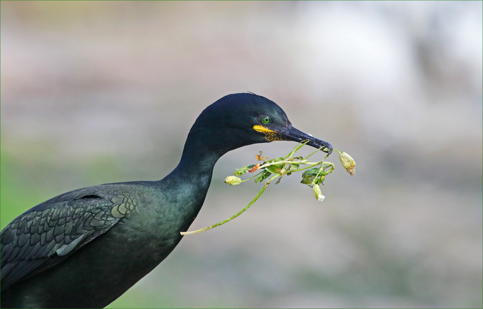 SCORE 10 Only the Best for my Nest!!! by Lorraine Rowbottom