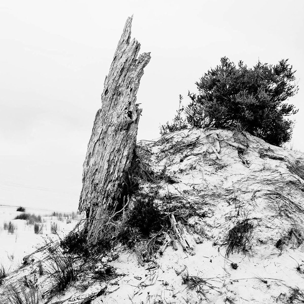 Dead Tree by Edward Bennett LRPS