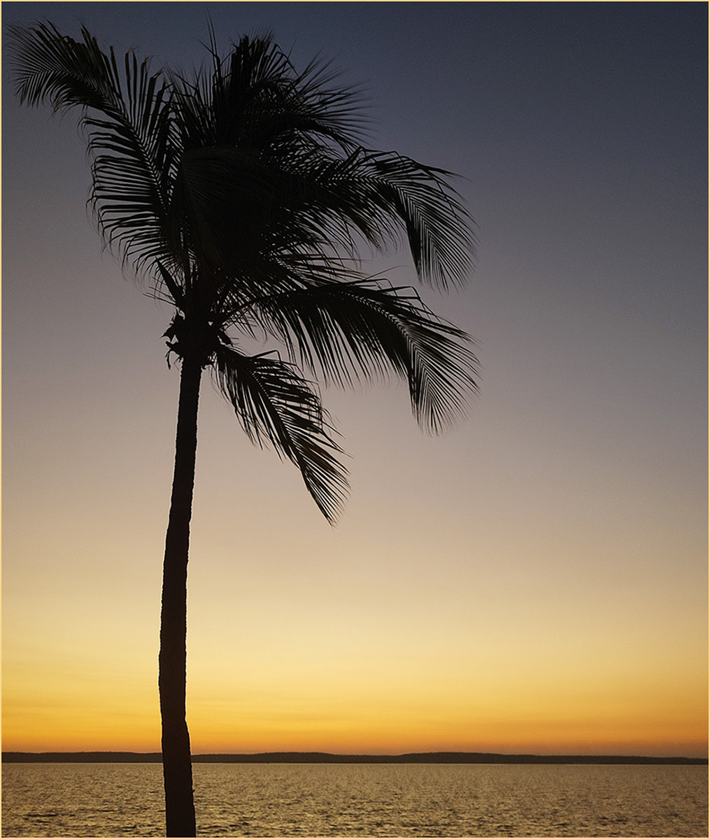 Palm Tree at sunset by Catherine Allum