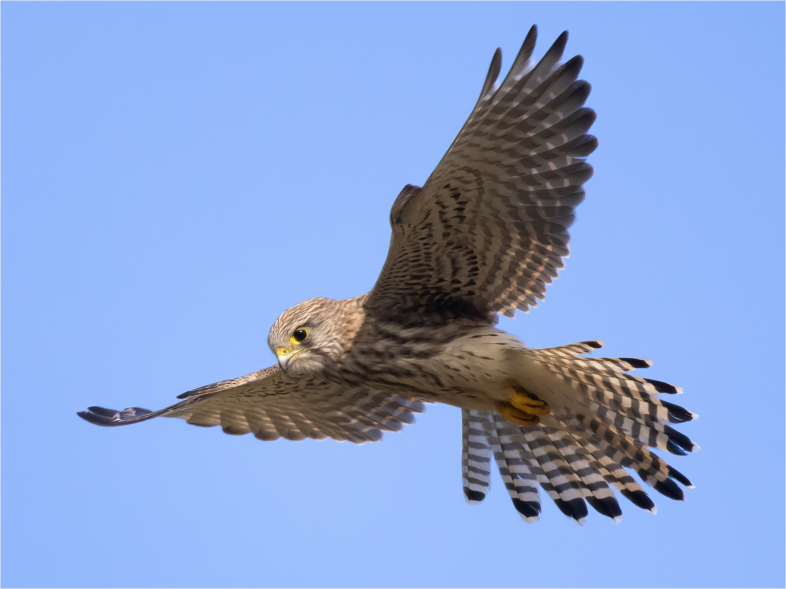 SCORE 9.5 Looking For The Next Meal by John Bartlett