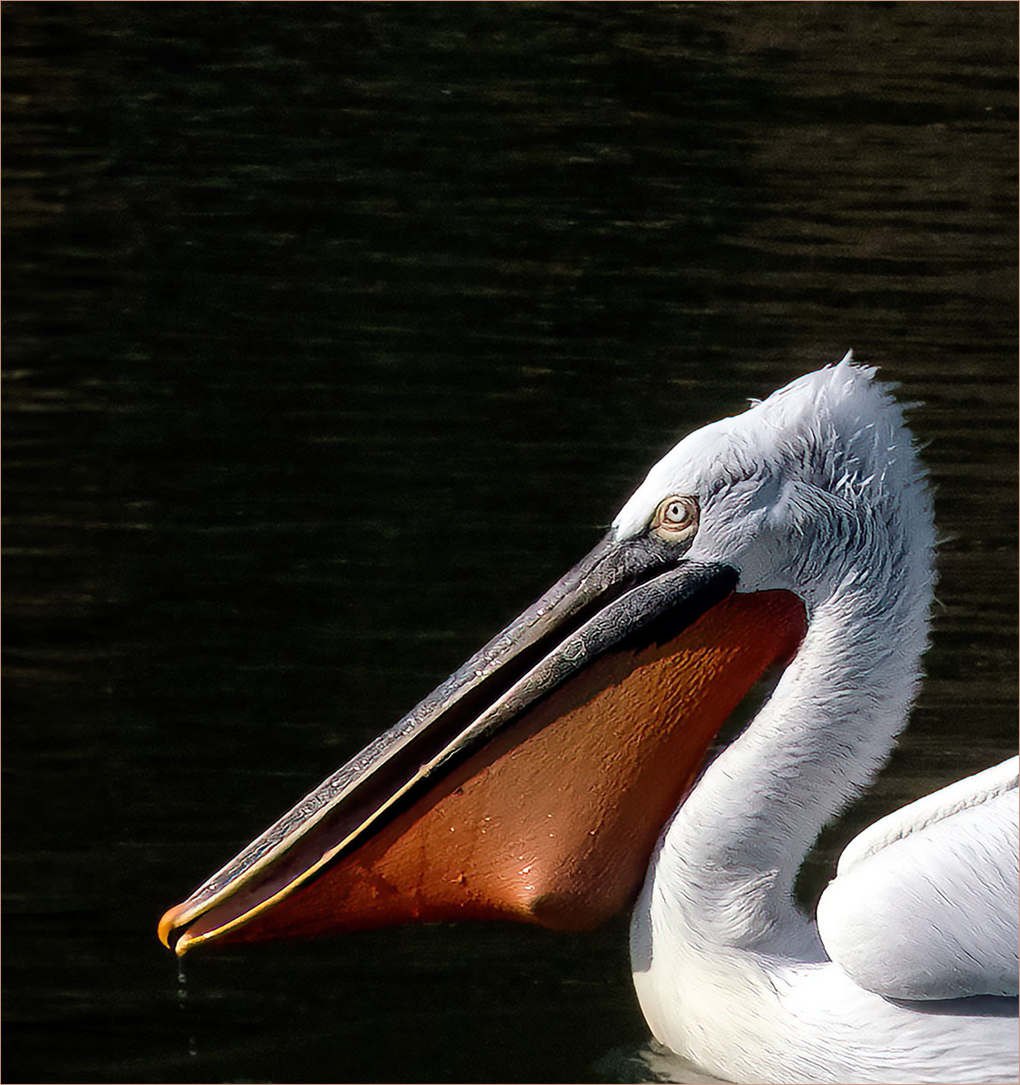 A good catch by David Balaam
