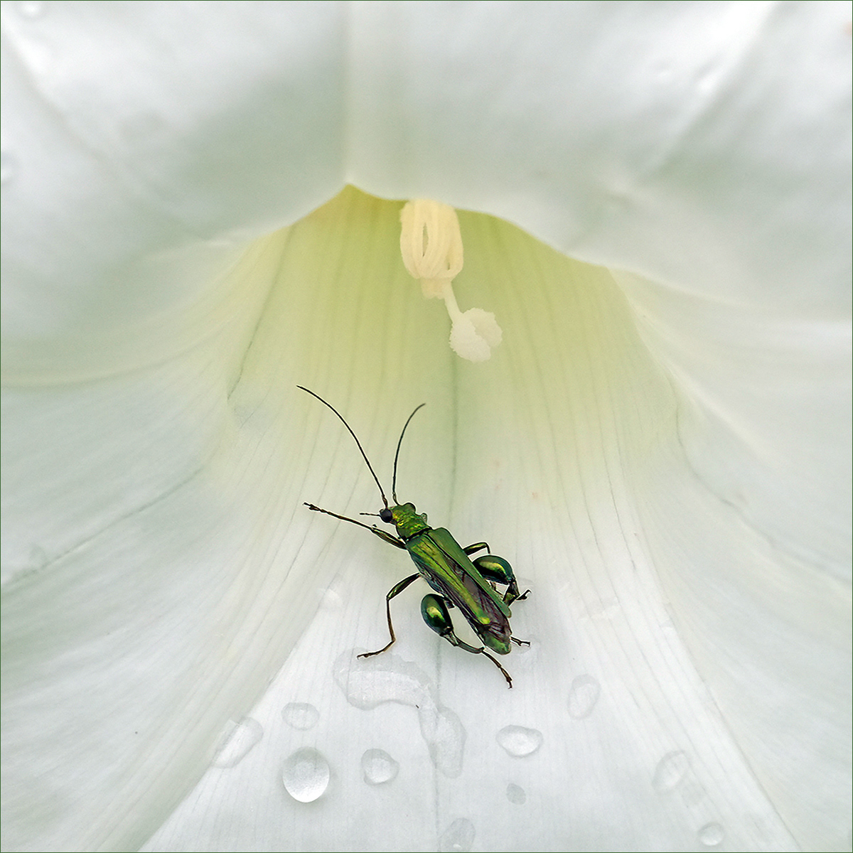SCORE 9.0 Flower beetle on Calystegia Sepium by David Balaam