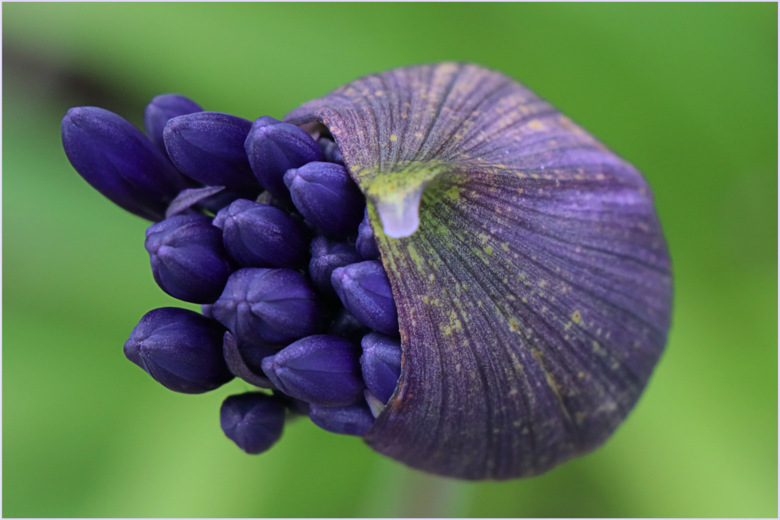 HIGHLY COMMENDED Bursting with life by Paul Willcocks