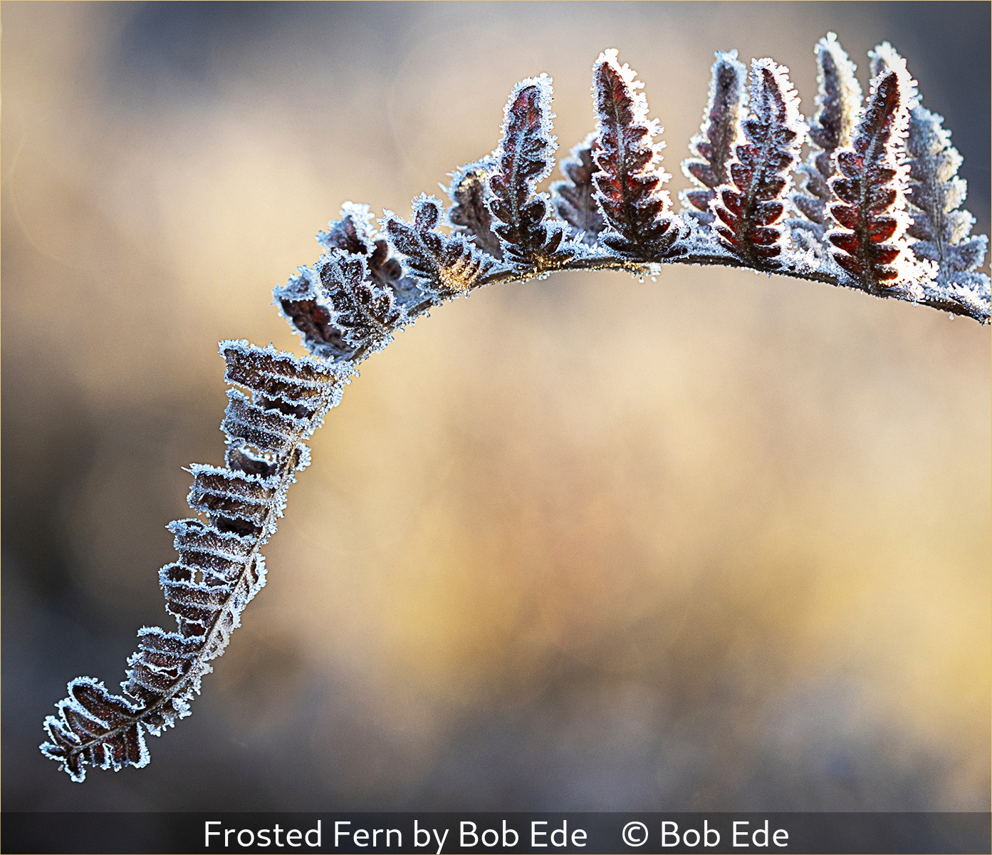 SCORE 9.5 Bob Ede - Frosted Fern by Bob Ede