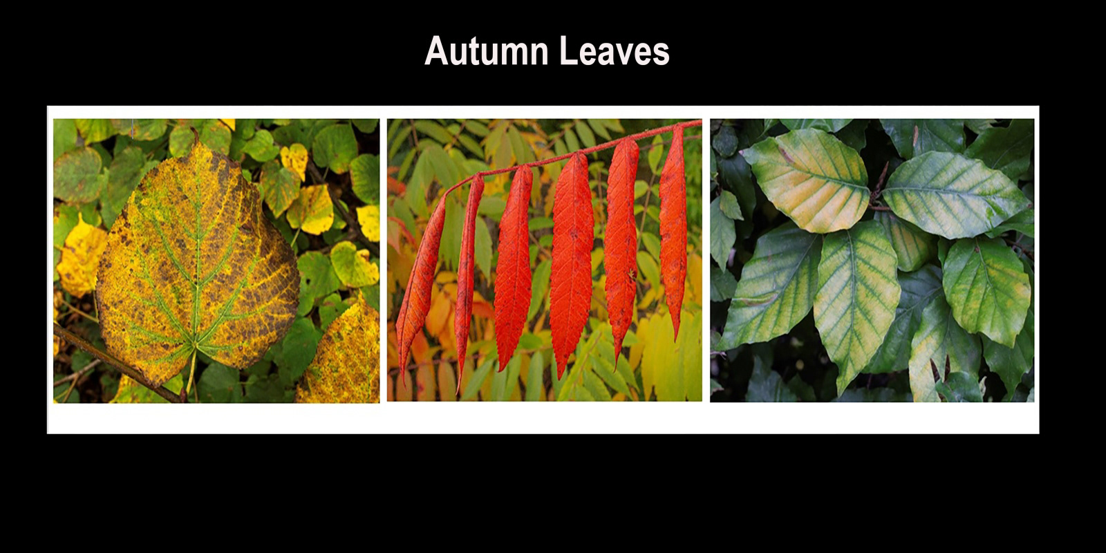 HC Autumn Leaves by Catherine Allum