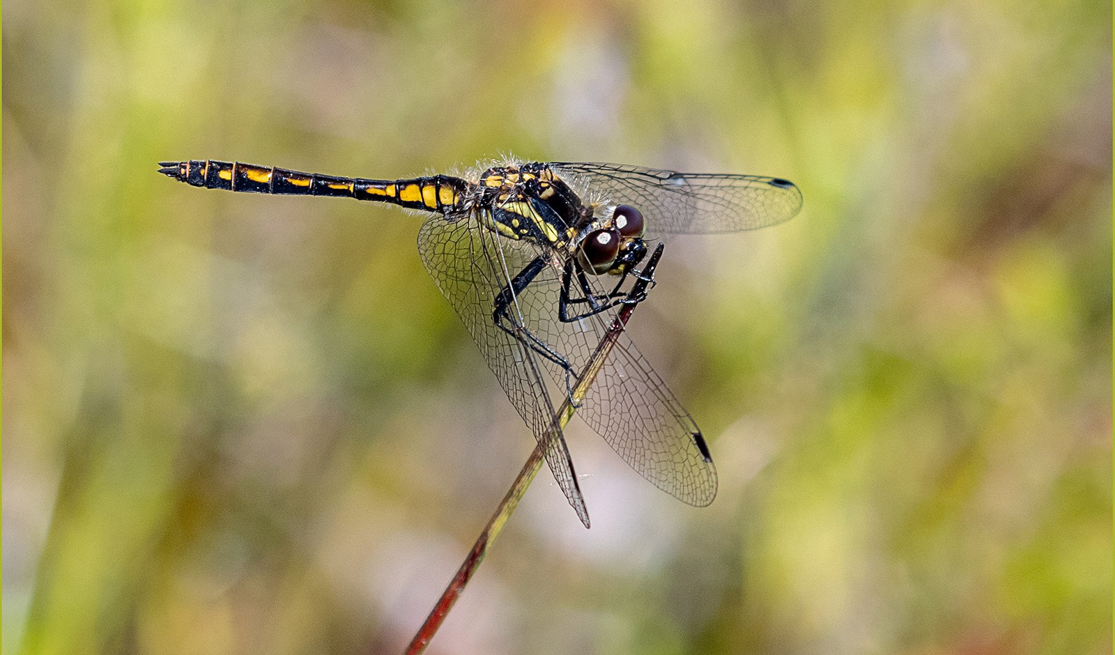 Inquisitive Black Darter Thursley Common by Bob Ede