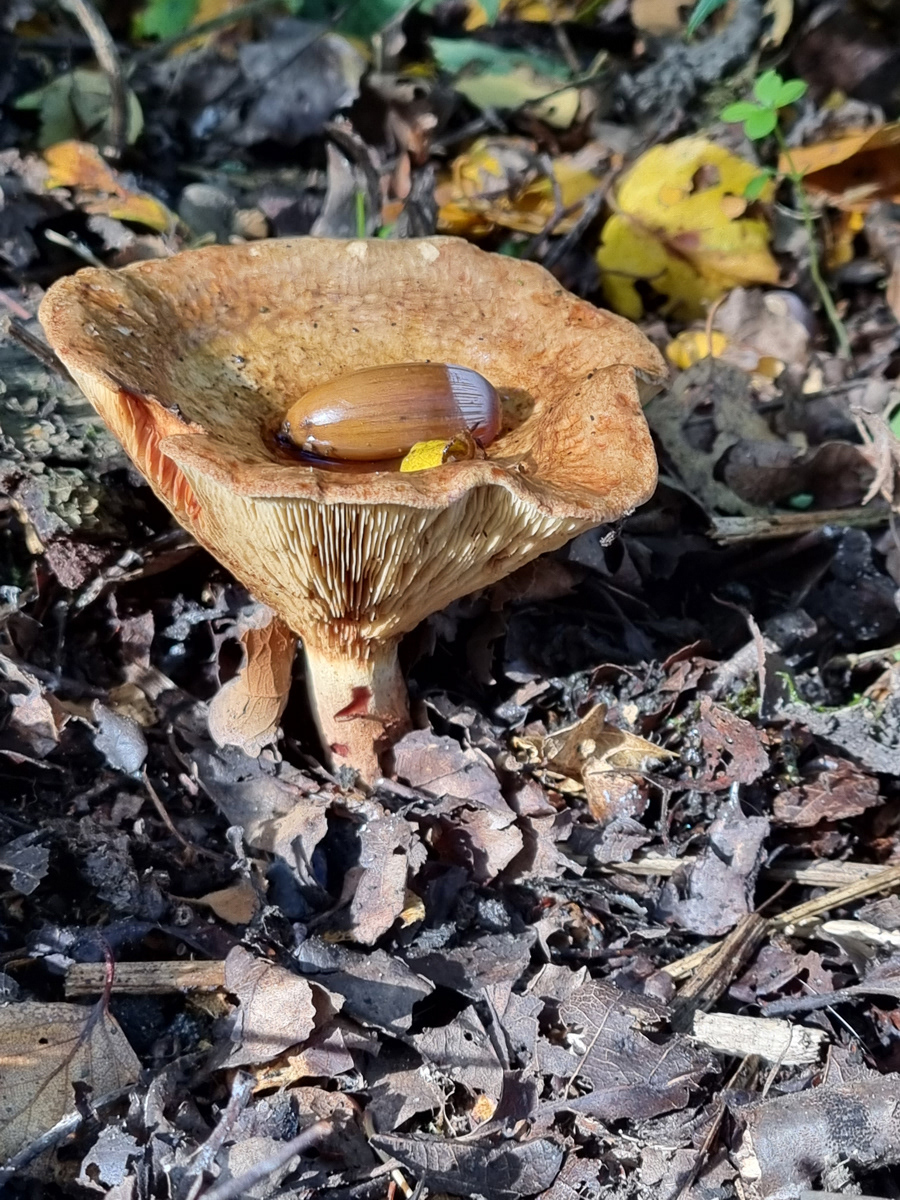 The Acorn by Angela Stockbridge LRPS