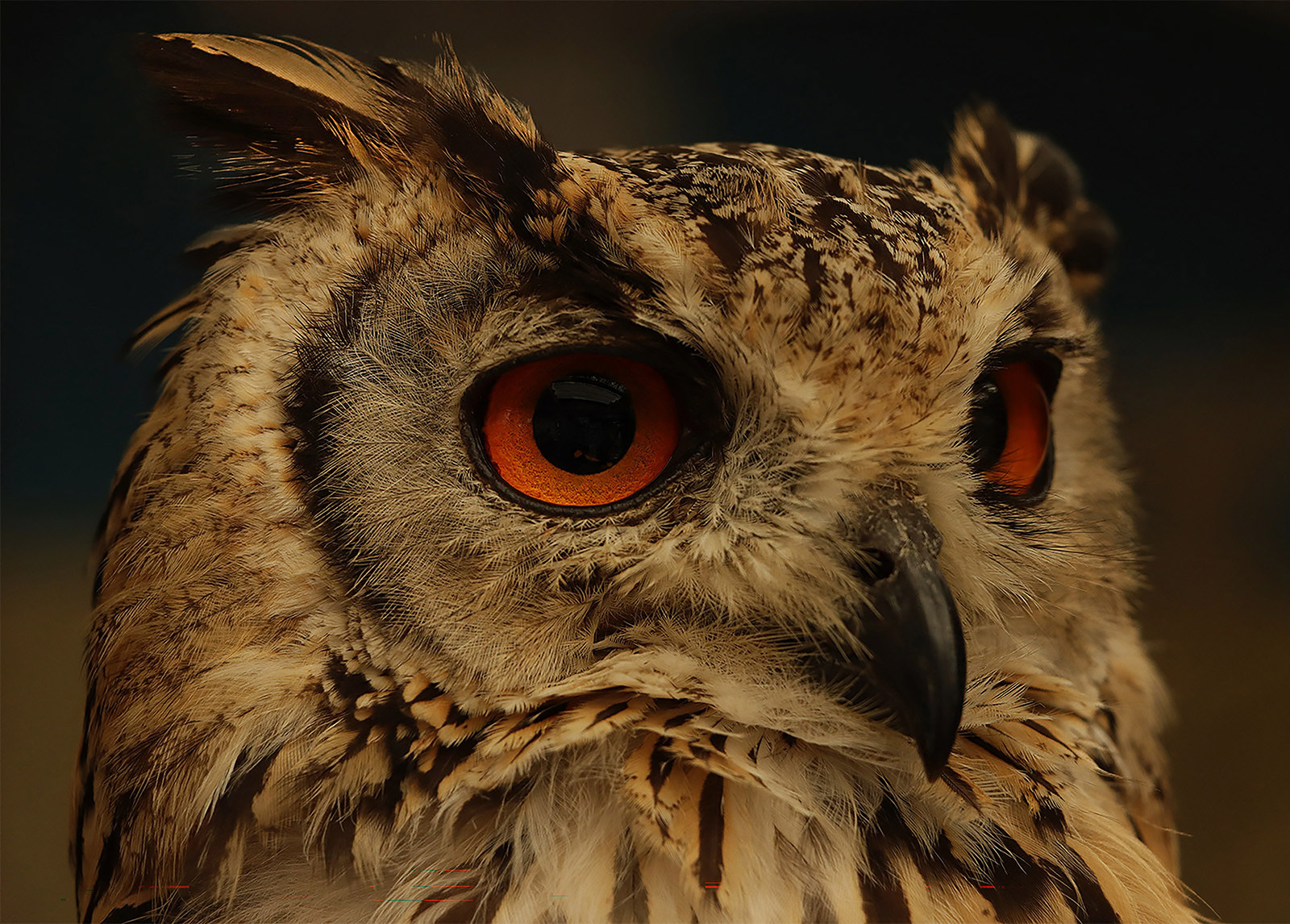 SCORE 9.5: Portrait of an Eurasian Eagle Owl by Helen Bannan