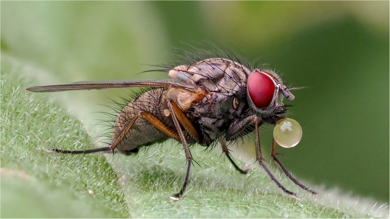 HC  Bob Ede Fly makes a Bubble