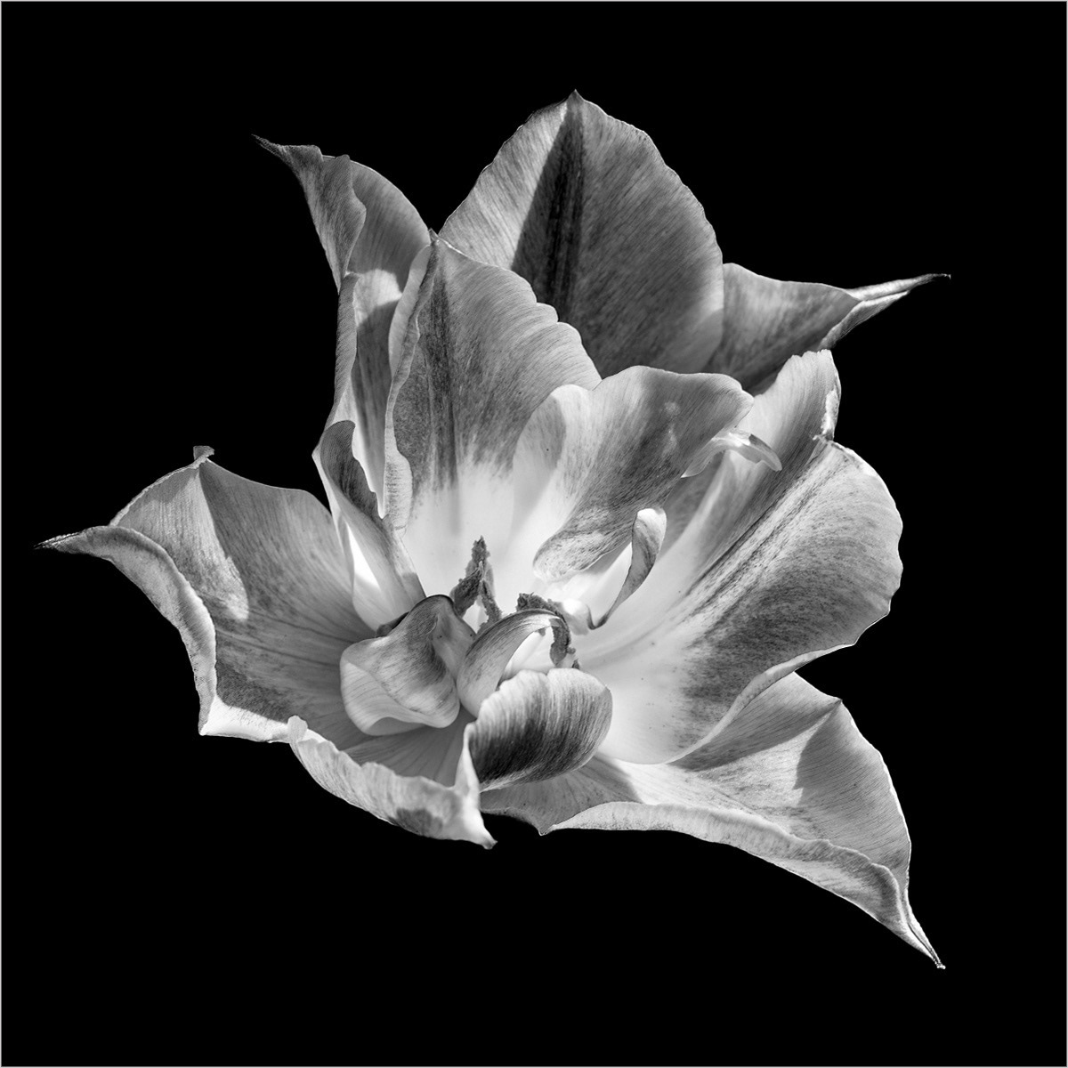 SCORE 10 Tulip in Bloom by Genetta Aprilante