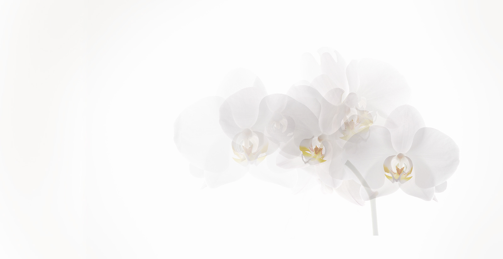 WINNER A drift of orchids by Sheena Rogers