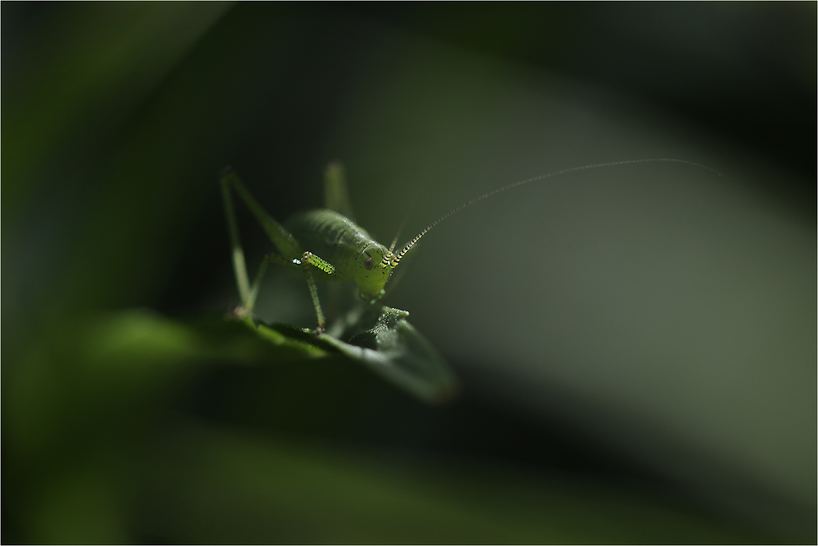 Green Garden Monster by Mike Williamson