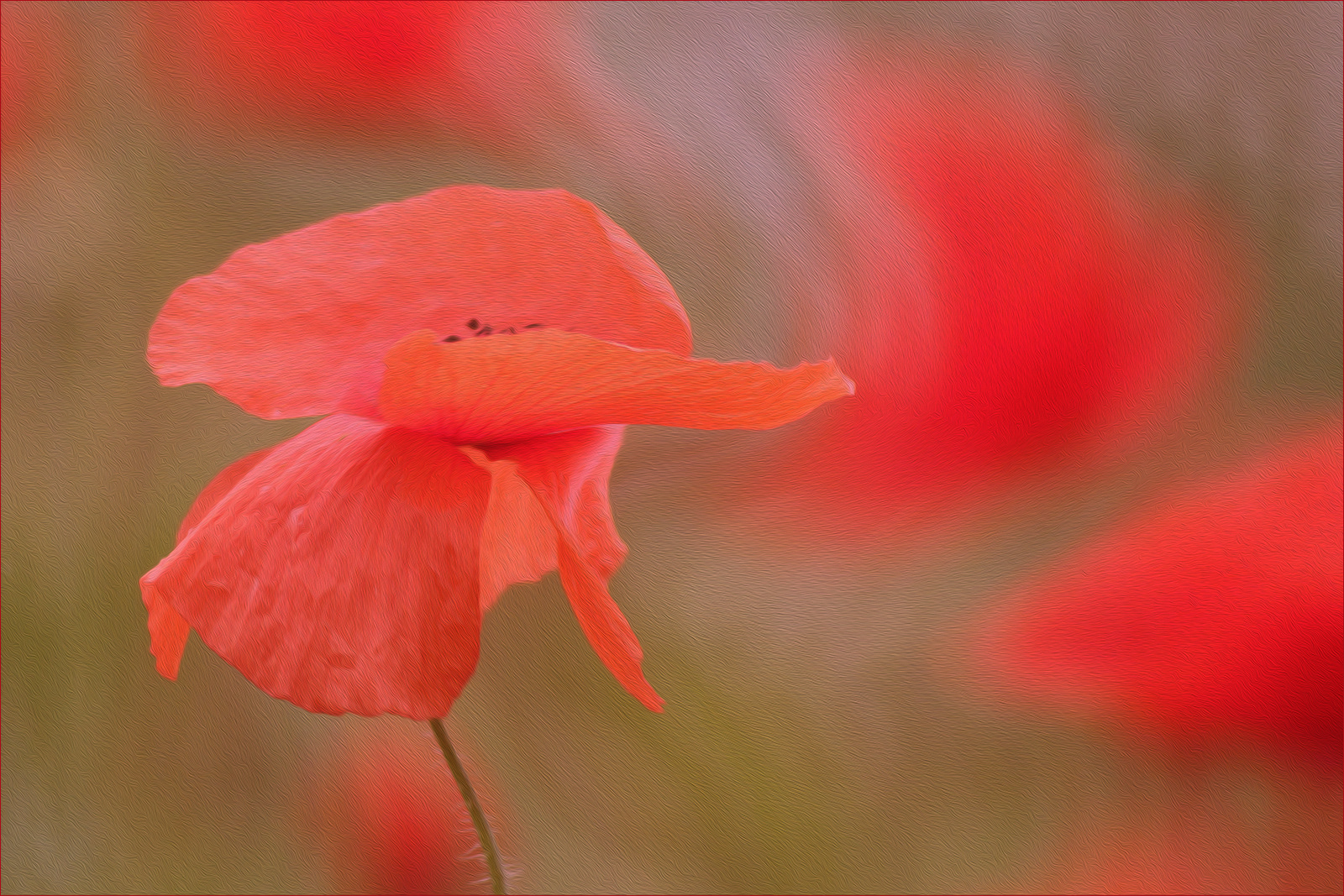 POPPY SWIRL by Lorraine Rowbottom