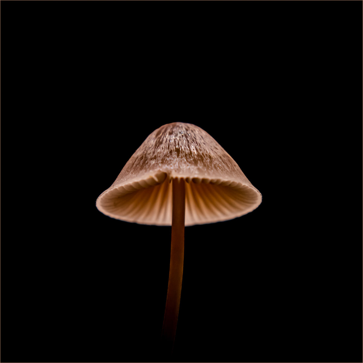 Forlorn Fungi by Fiona Humphrey