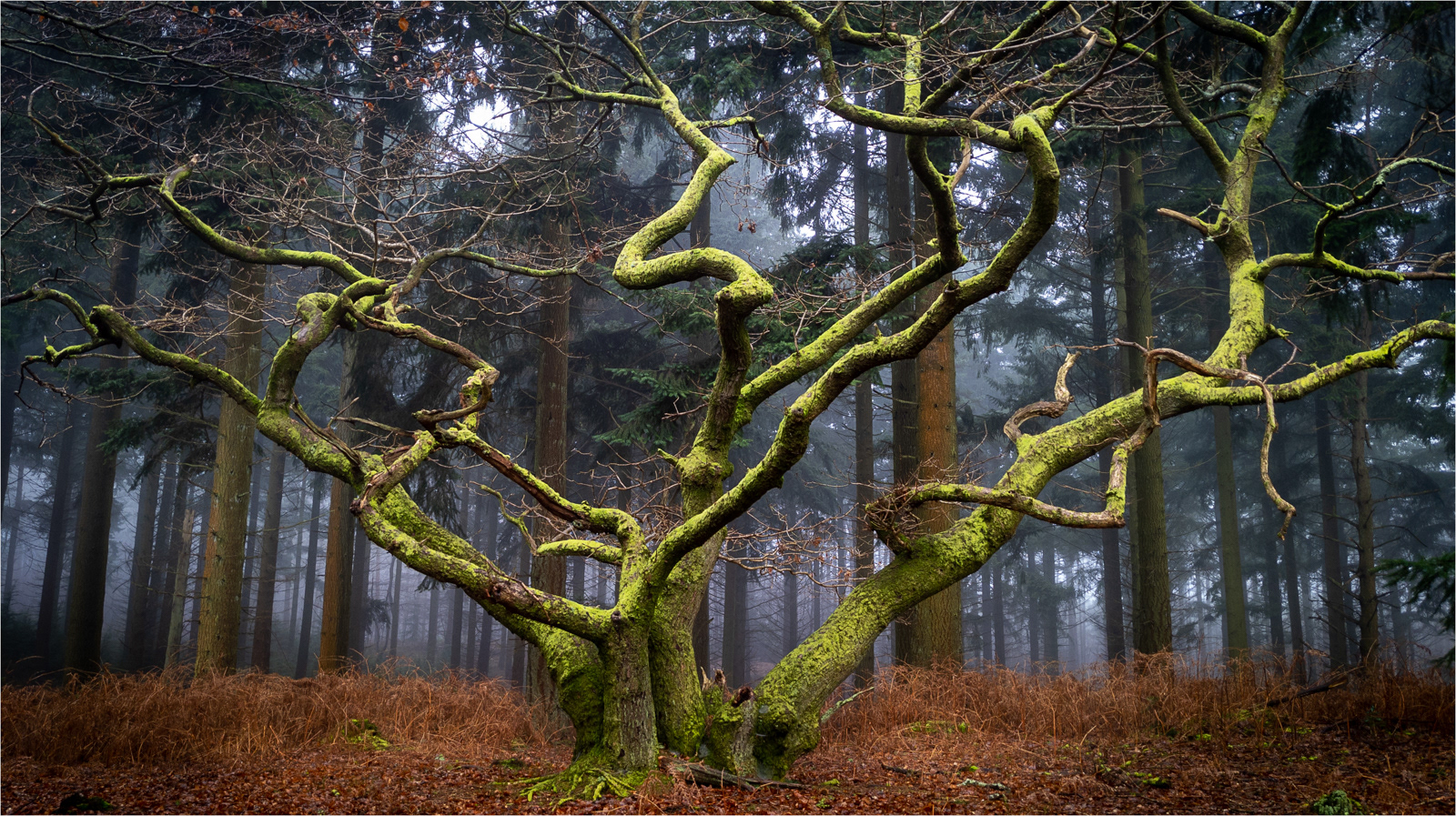 SCORE 9.5 The Witching Tree - Richard Knapp
