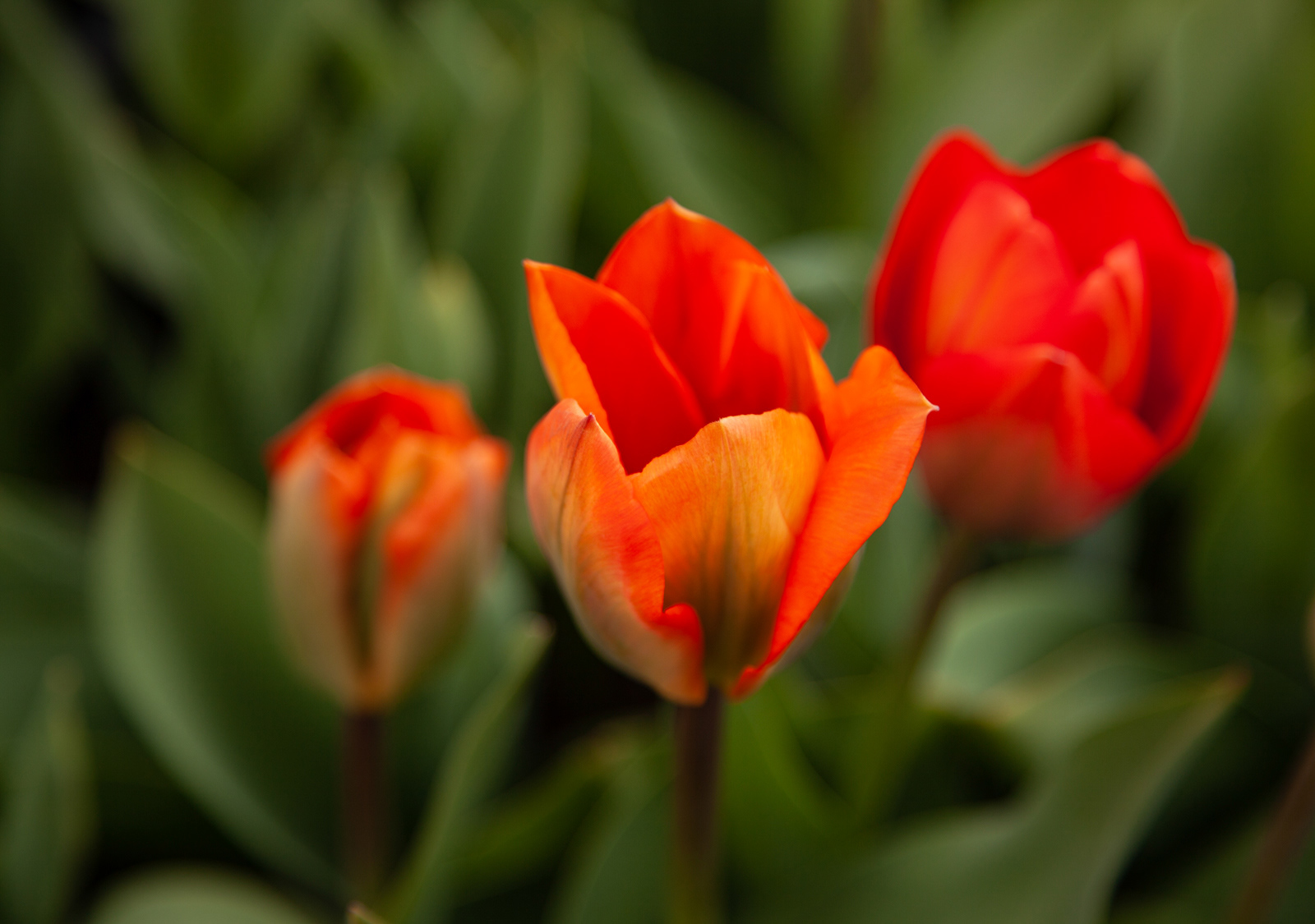 Tulips by Angela Stockbridge LRPS