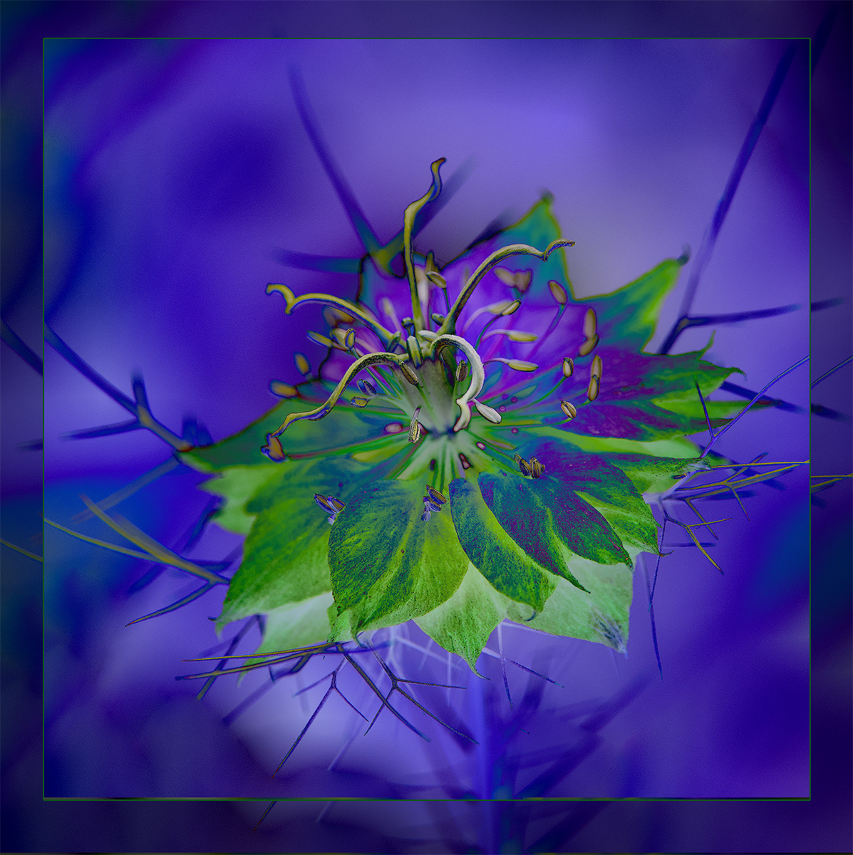 Mystic Bloom by Sheena Rogers ARPS