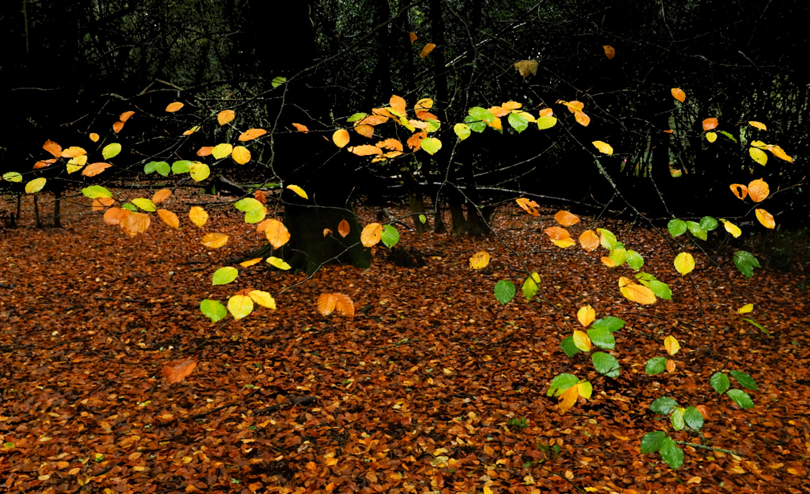 SCORE 9.5: Autumn Leaves Suspended by Phil Day