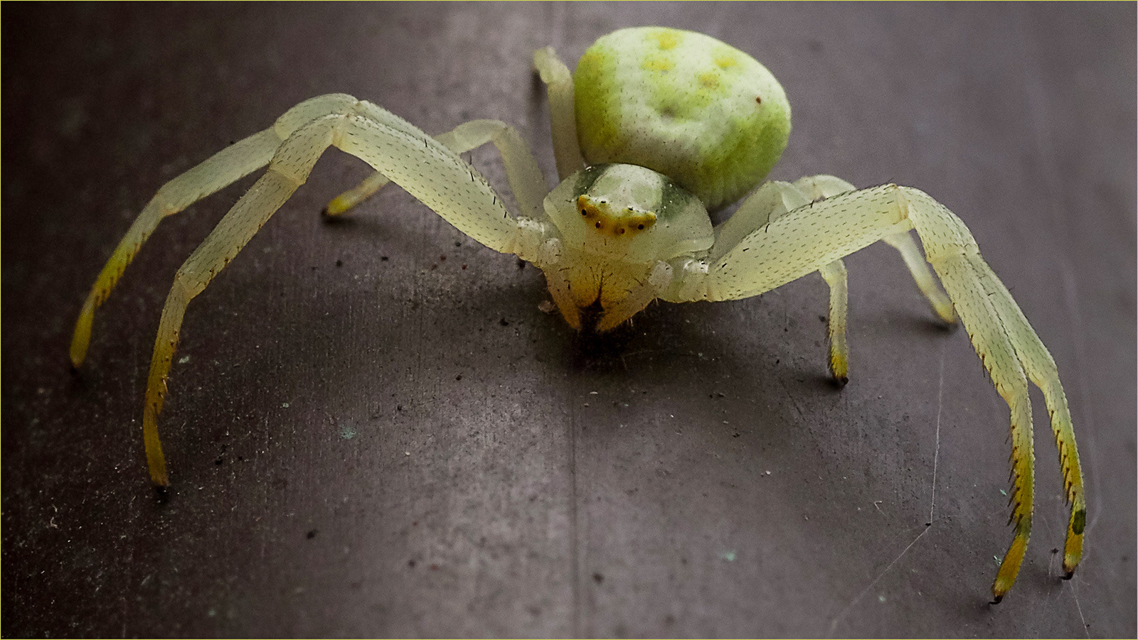 Crab Spider on a Gas Pipe by Bob Ede