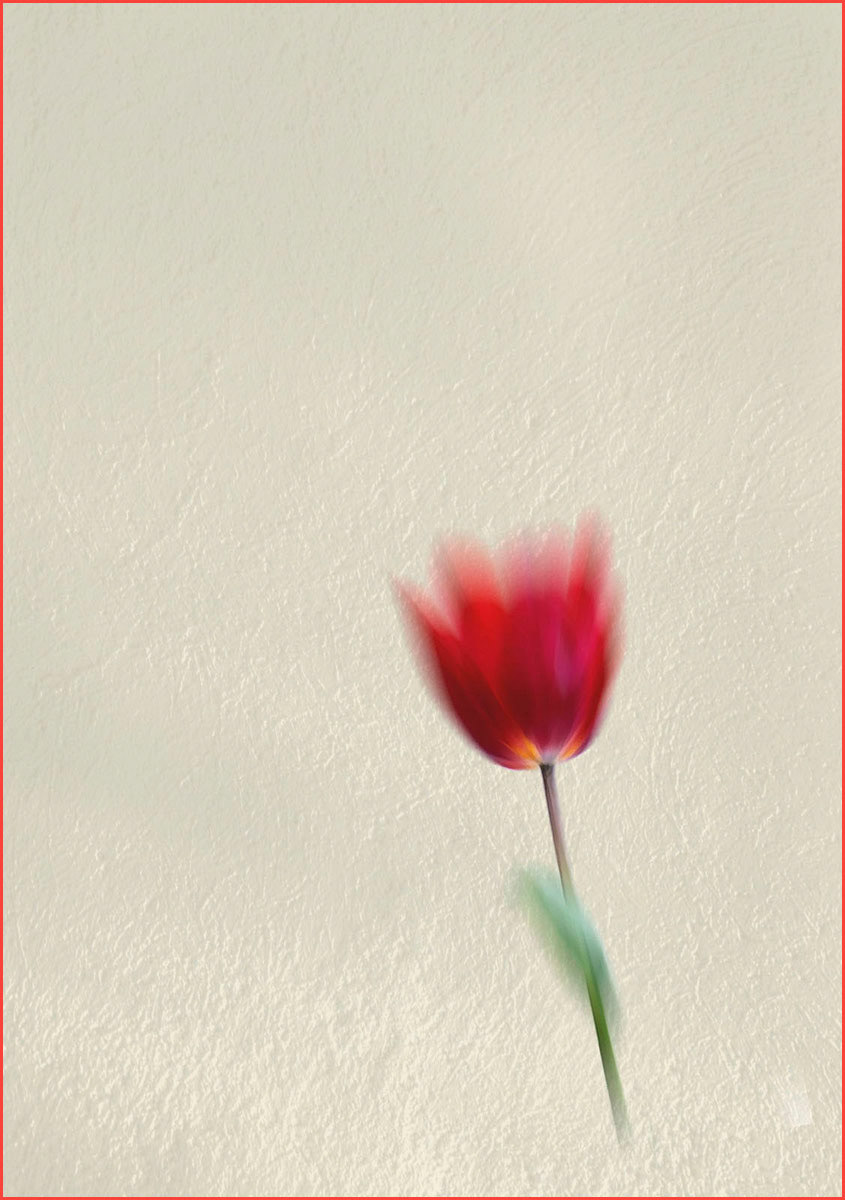 Tulip by Edward Bennett LRPS