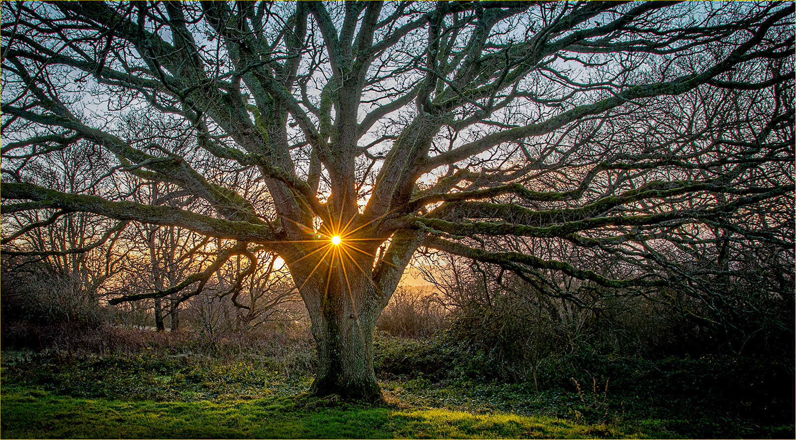 Dawn Starburst Tree by Bob Ede