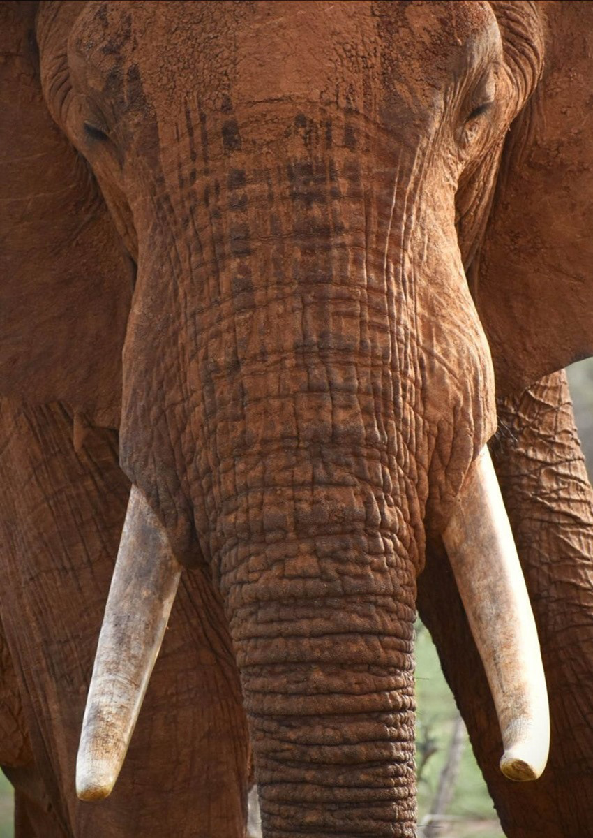 Close Encounter of the Elephant Kind by Martin Melesi